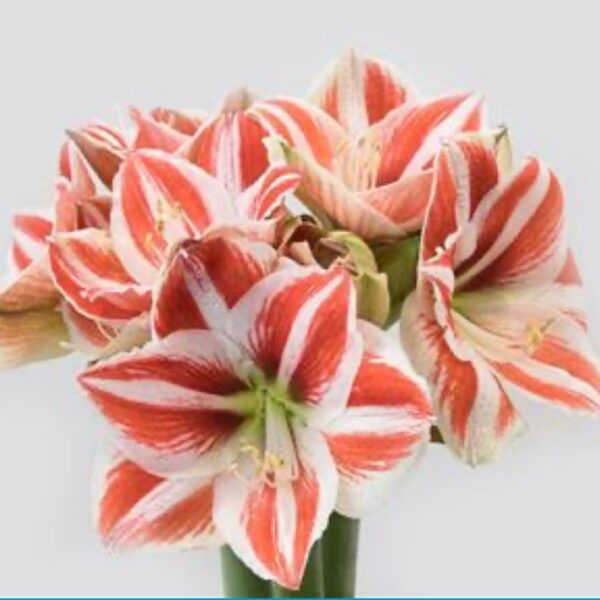 #6_Superstar White Red